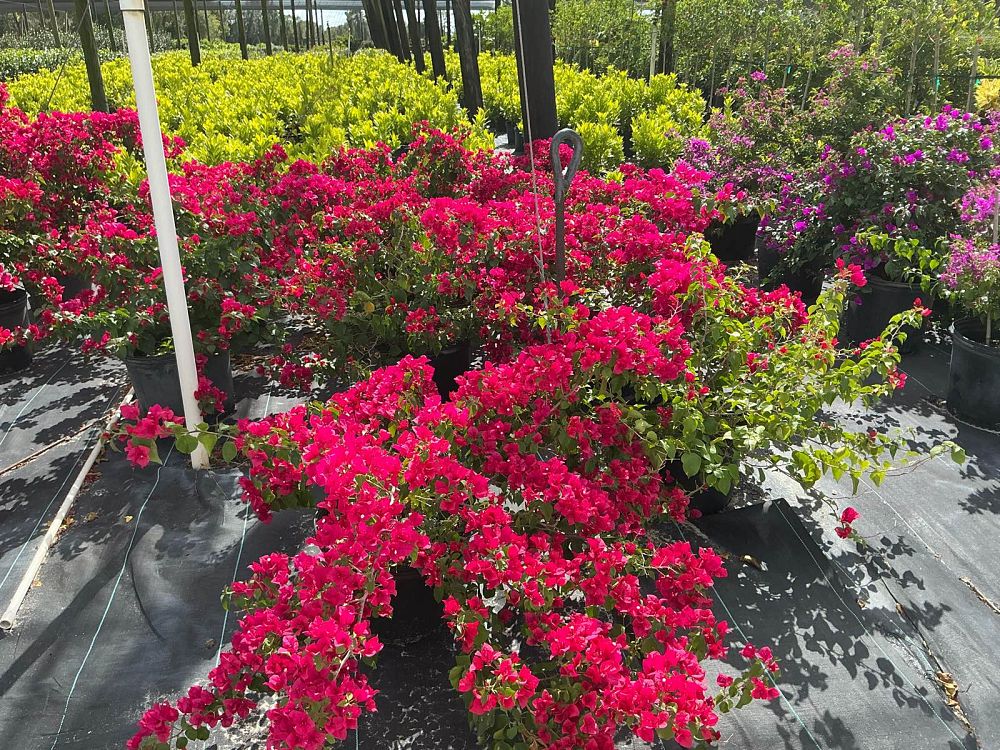 bougainvillea-spectabilis-brazil-bougainvillea
