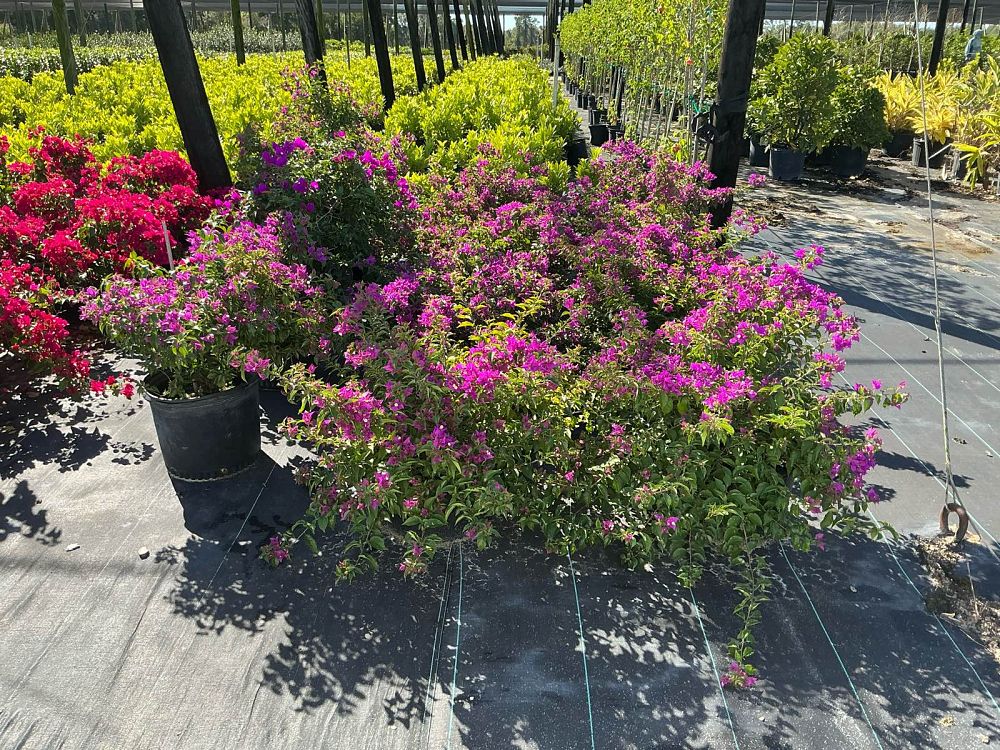 bougainvillea-spectabilis-brazil-bougainvillea