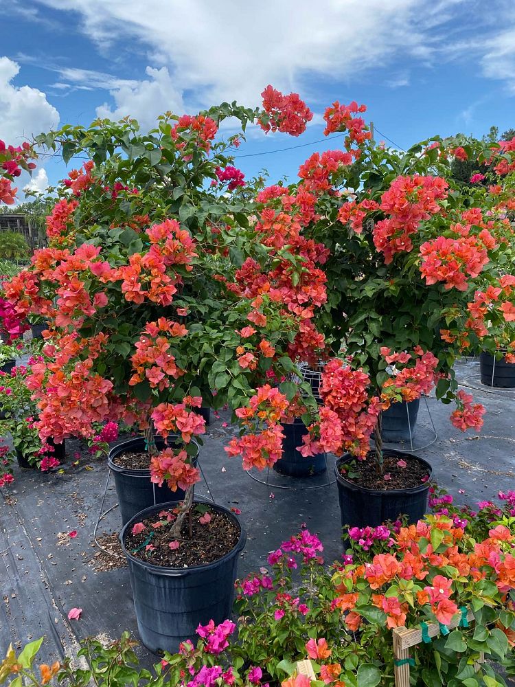 bougainvillea-spectabilis-brazil-bougainvillea