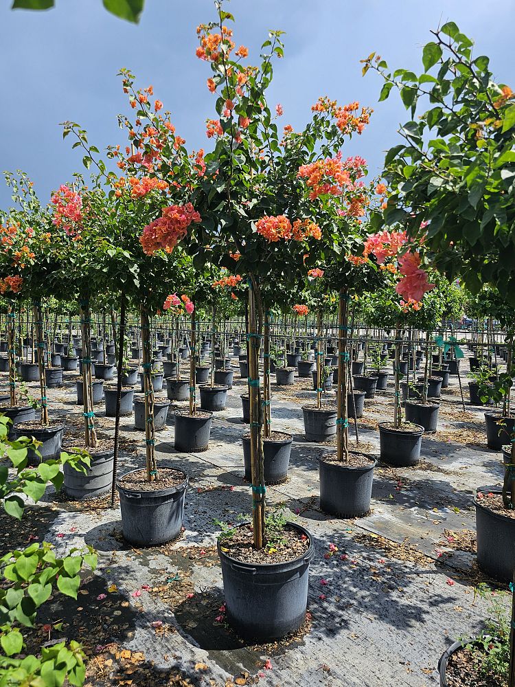bougainvillea-spectabilis-miss-manila-great-bougainvillea-bougainvillea