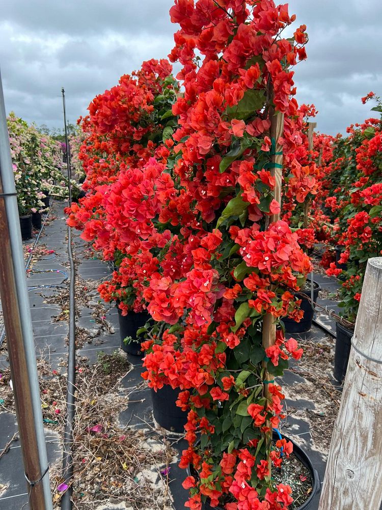 bougainvillea-sundown-coral-salmon