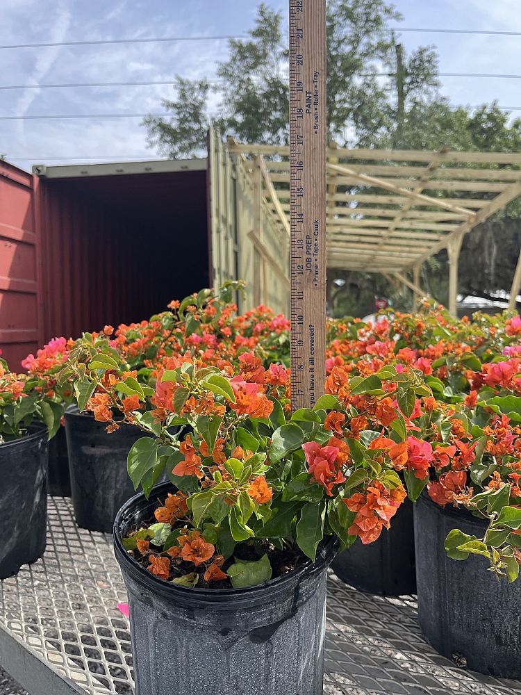bougainvillea-sundown-coral-salmon