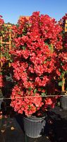 bougainvillea-sundown-orange