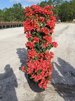 bougainvillea-sundown-orange