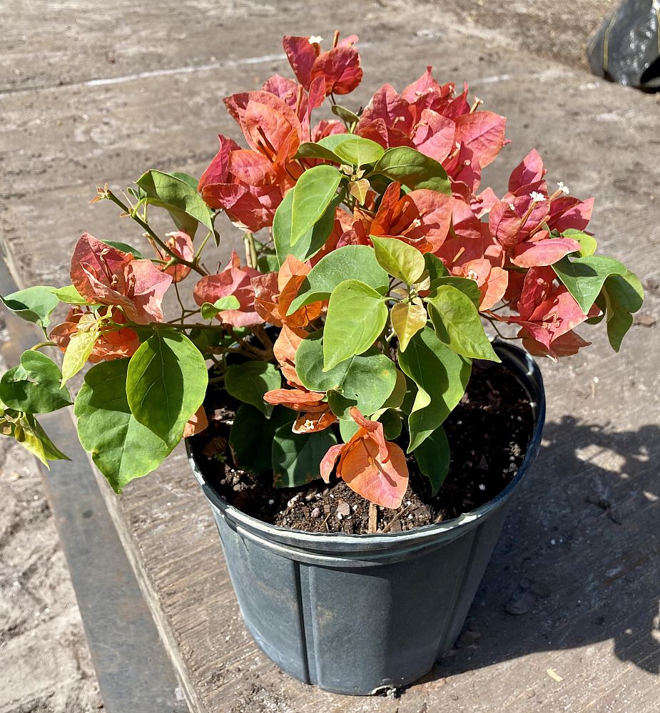 bougainvillea-sundown-orange