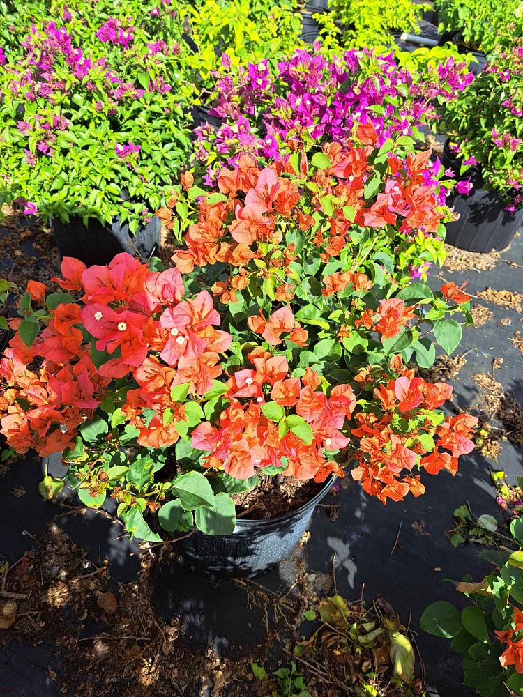 bougainvillea-sundown-orange