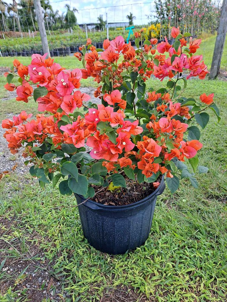 bougainvillea-sundown-orange