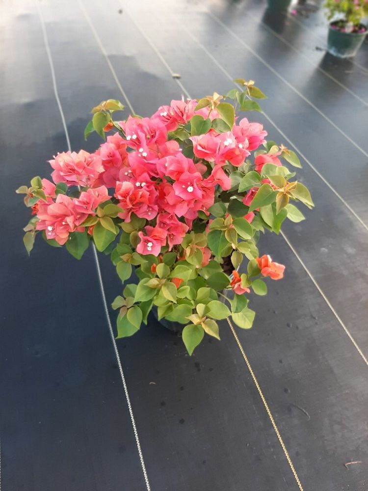 bougainvillea-sundown-orange