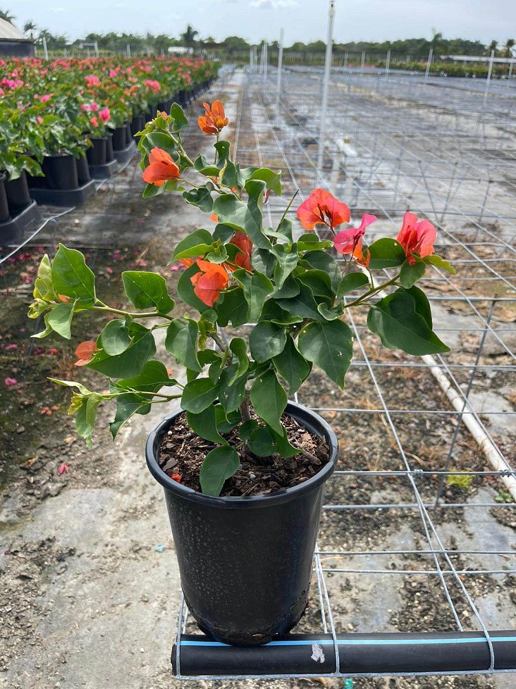 bougainvillea-sundown-orange