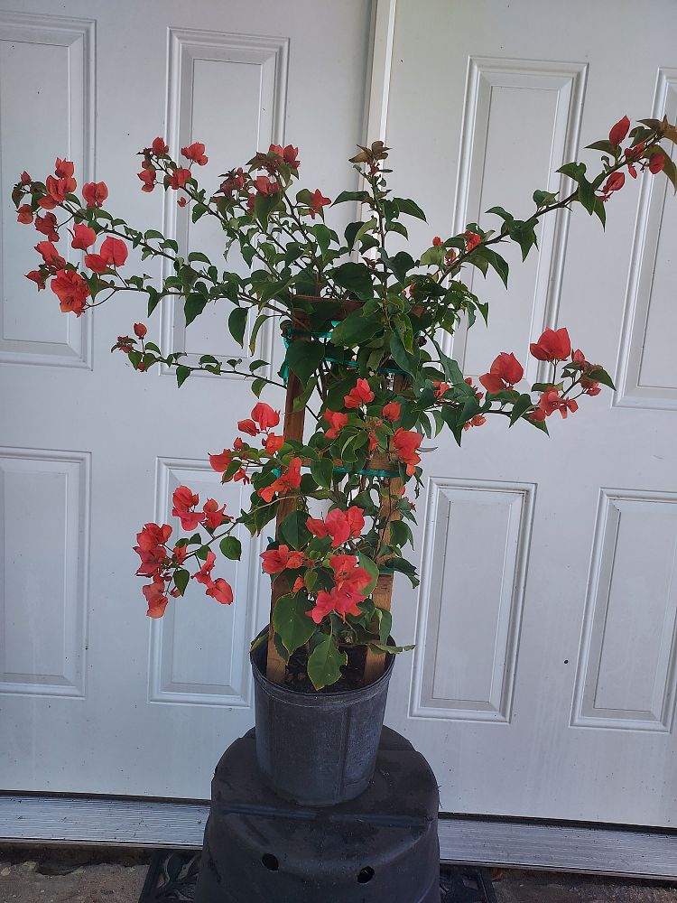 bougainvillea-sundown-orange