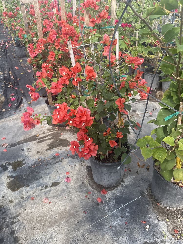 bougainvillea-sundown-orange