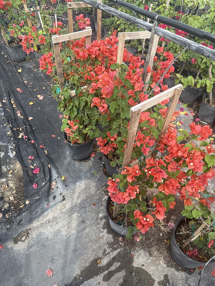 bougainvillea-sundown-orange
