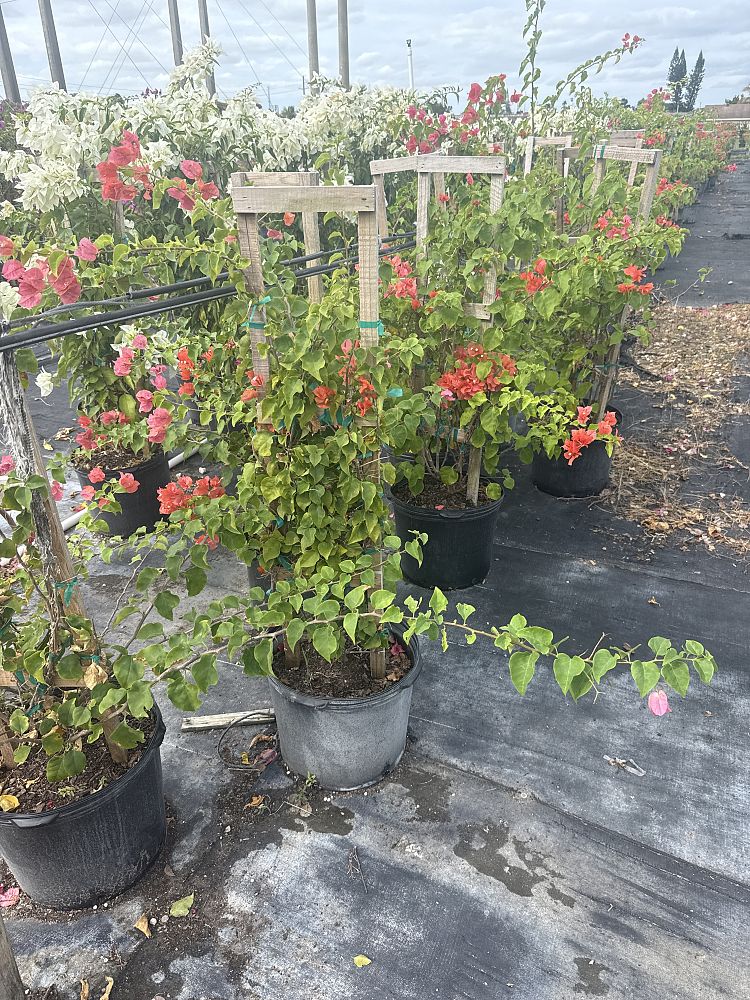 bougainvillea-sundown-orange