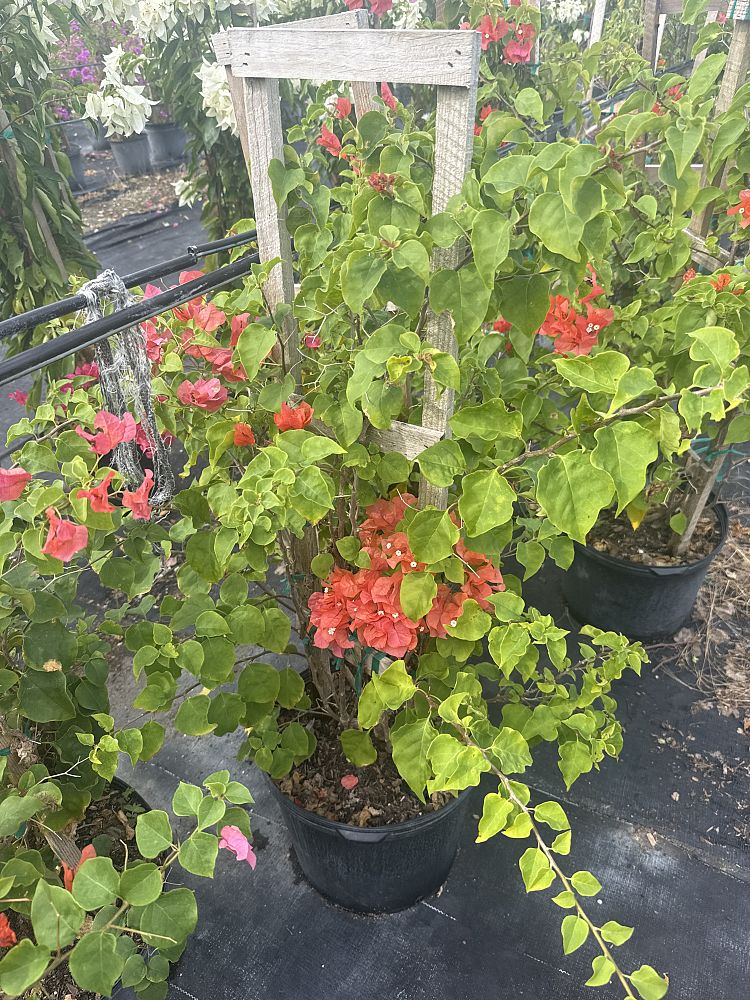 bougainvillea-sundown-orange