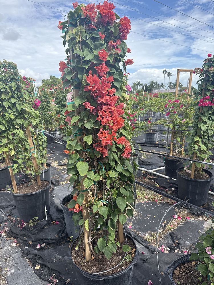 bougainvillea-sundown-orange