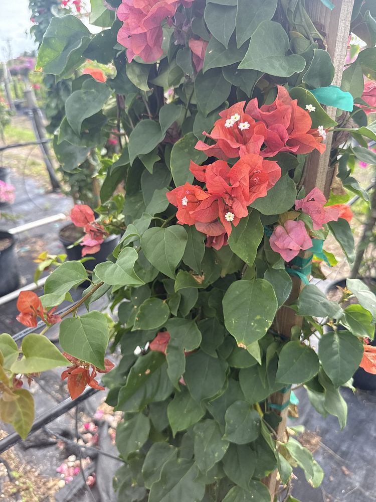 bougainvillea-sundown-orange