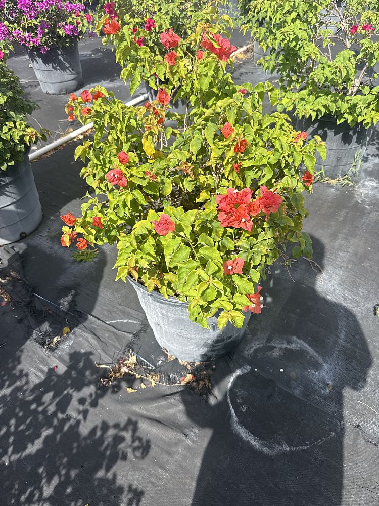 bougainvillea-sundown-orange