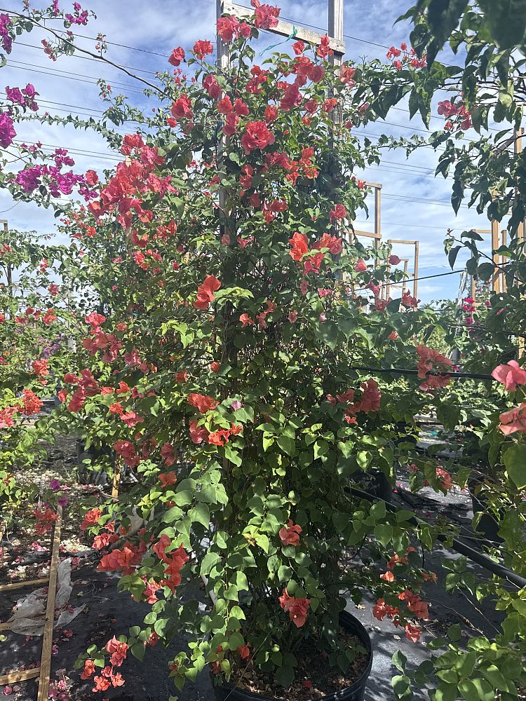bougainvillea-sundown-orange