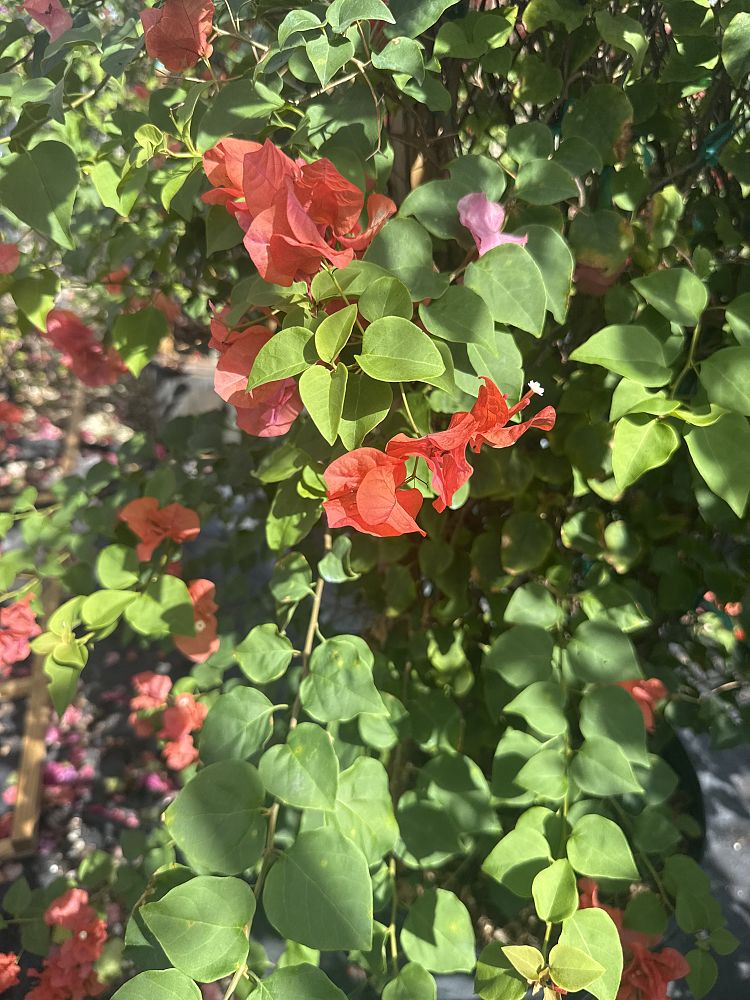 bougainvillea-sundown-orange