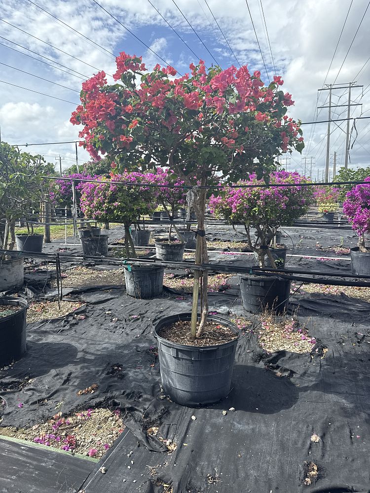 bougainvillea-sundown-orange