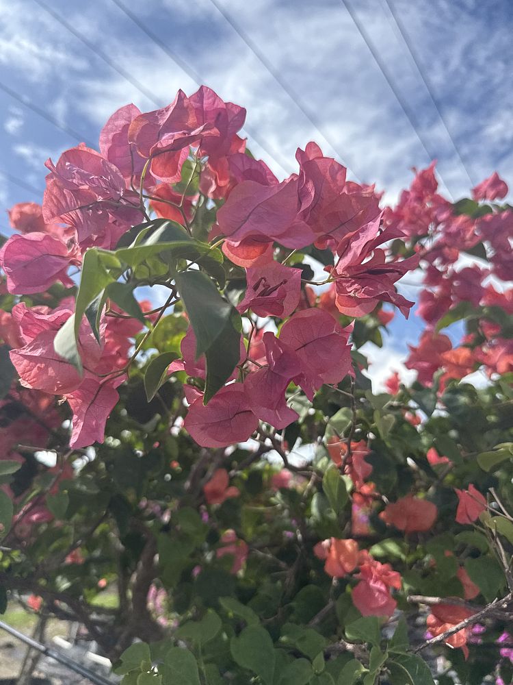 bougainvillea-sundown-orange