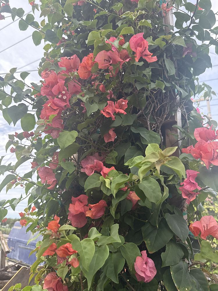 bougainvillea-sundown-orange