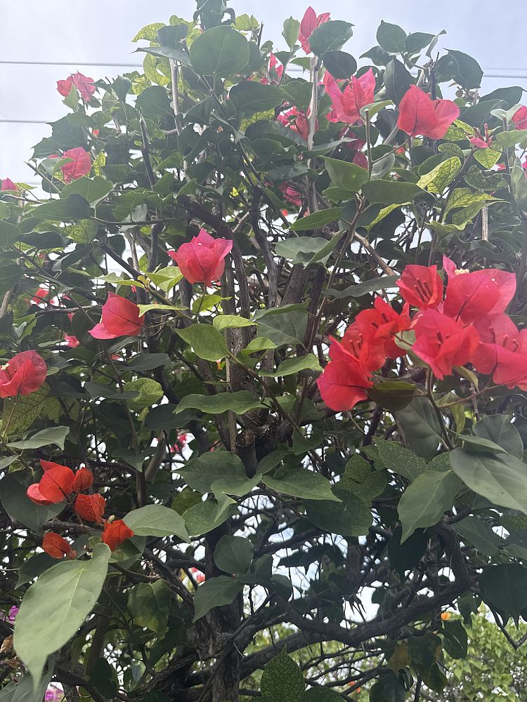 bougainvillea-sundown-orange
