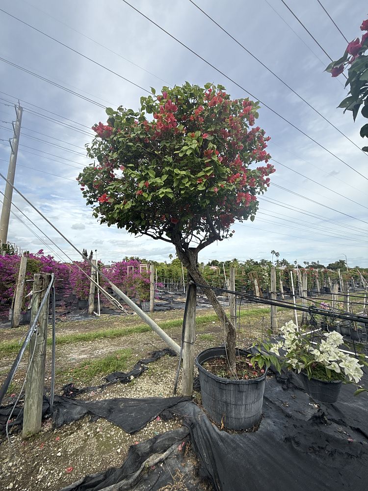 bougainvillea-sundown-orange