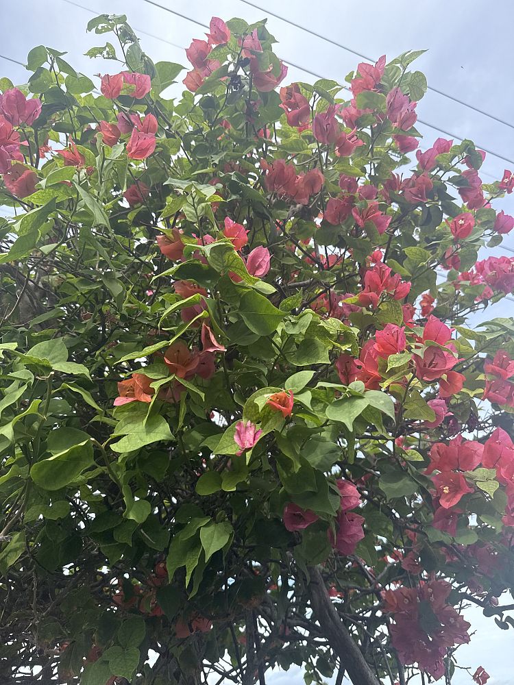 bougainvillea-sundown-orange