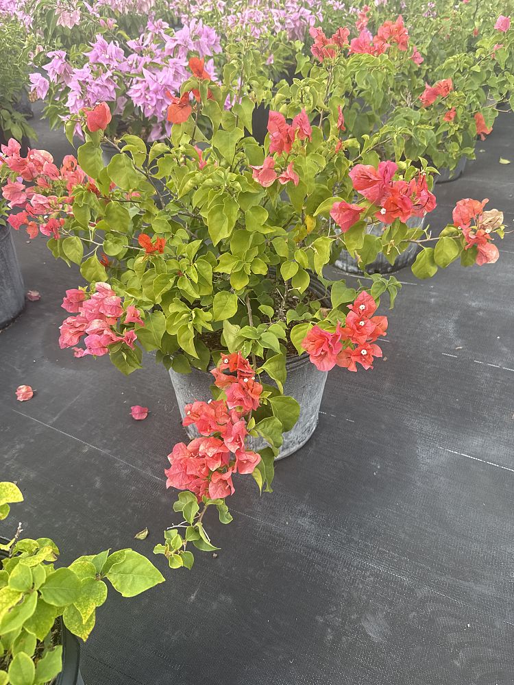 bougainvillea-sundown-orange