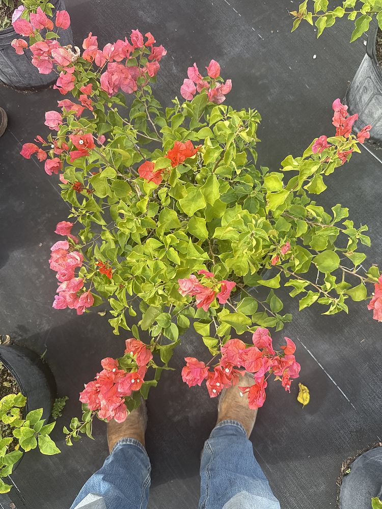 bougainvillea-sundown-orange