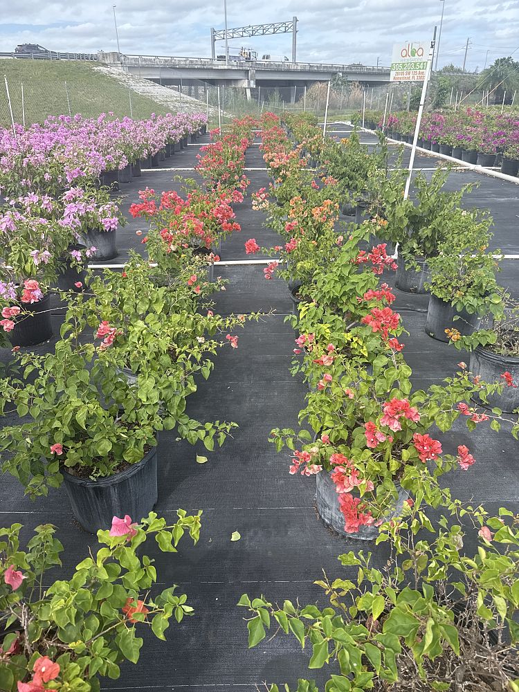 bougainvillea-sundown-orange