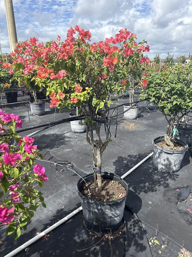 bougainvillea-sundown-orange