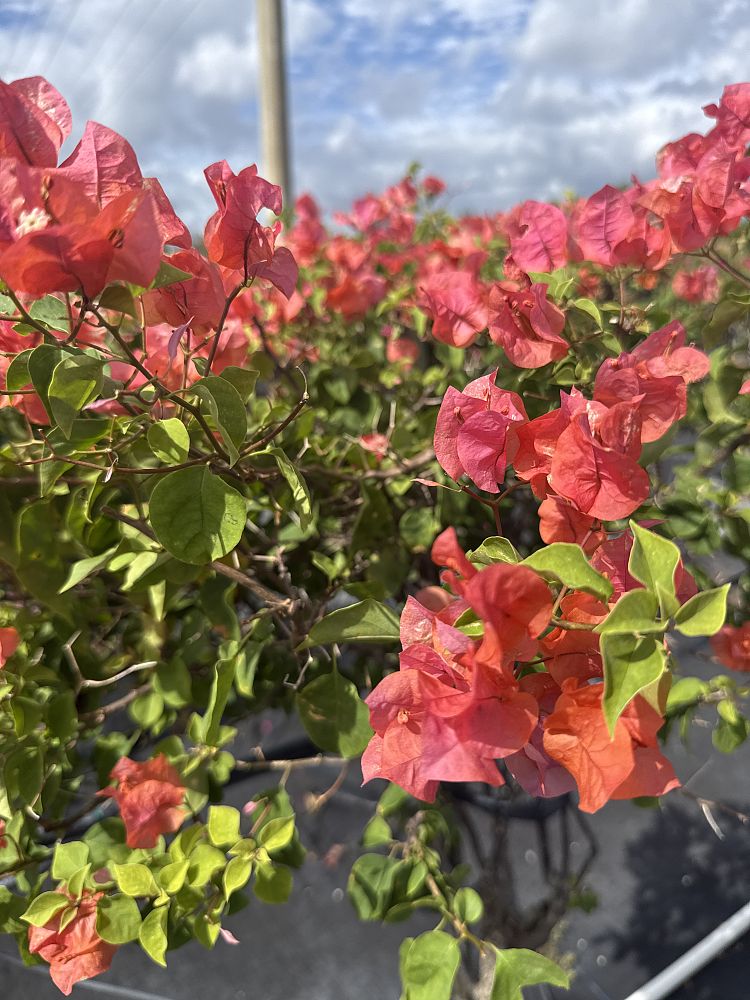 bougainvillea-sundown-orange