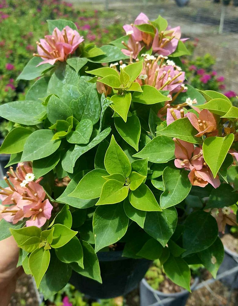 bougainvillea-sunvillea-pink
