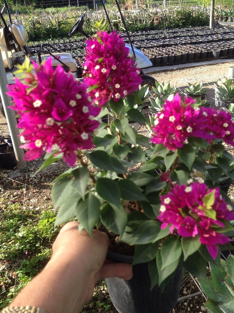 bougainvillea-sunvillea-rose