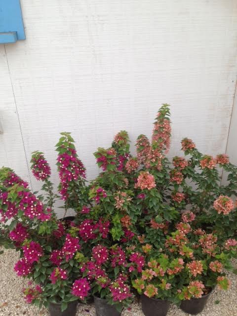 bougainvillea-sunvillea-rose