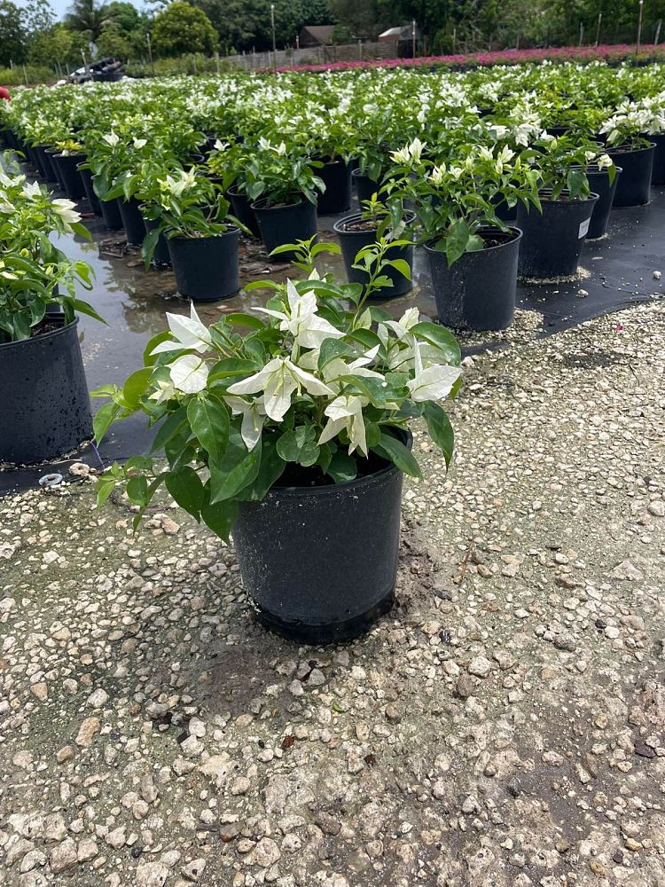 bougainvillea-thai-white