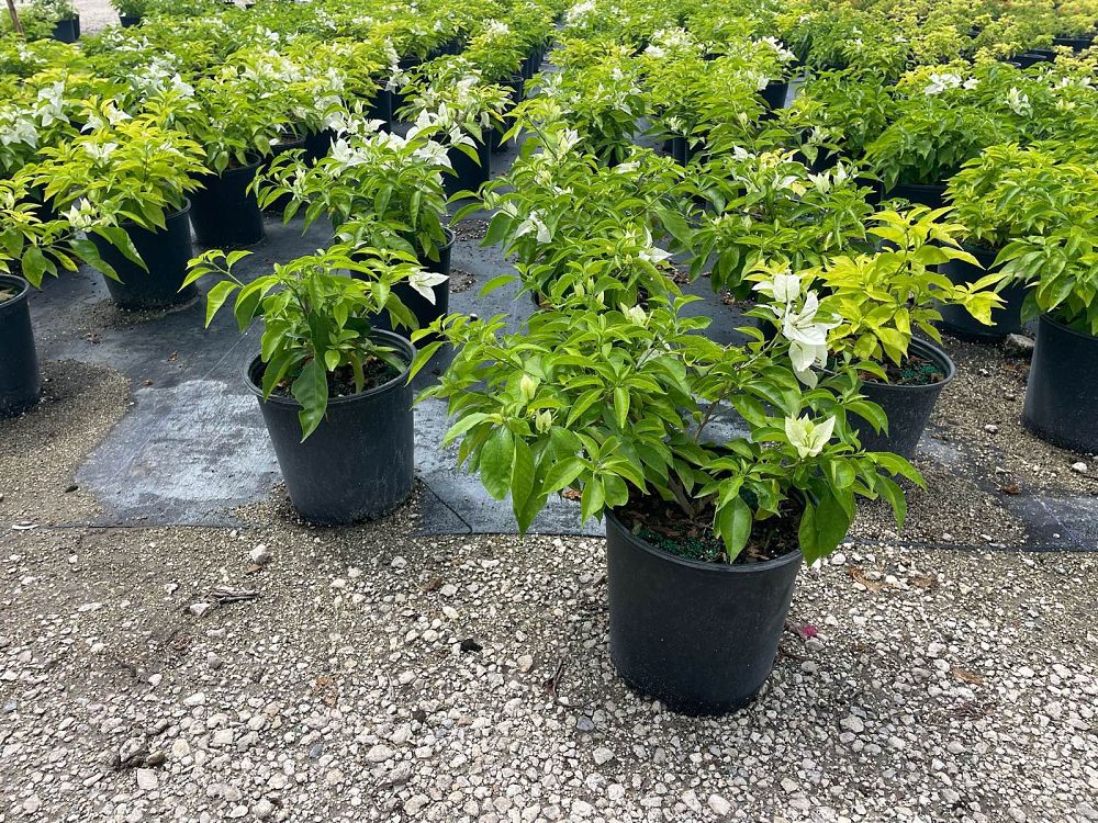 bougainvillea-thai-white