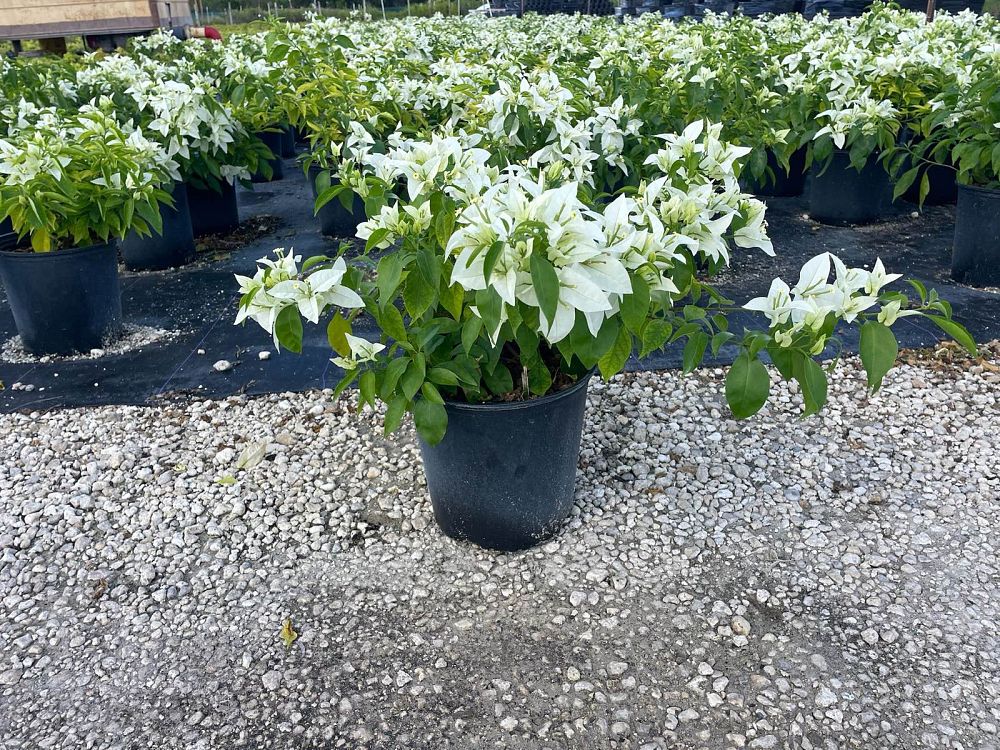 bougainvillea-thai-white