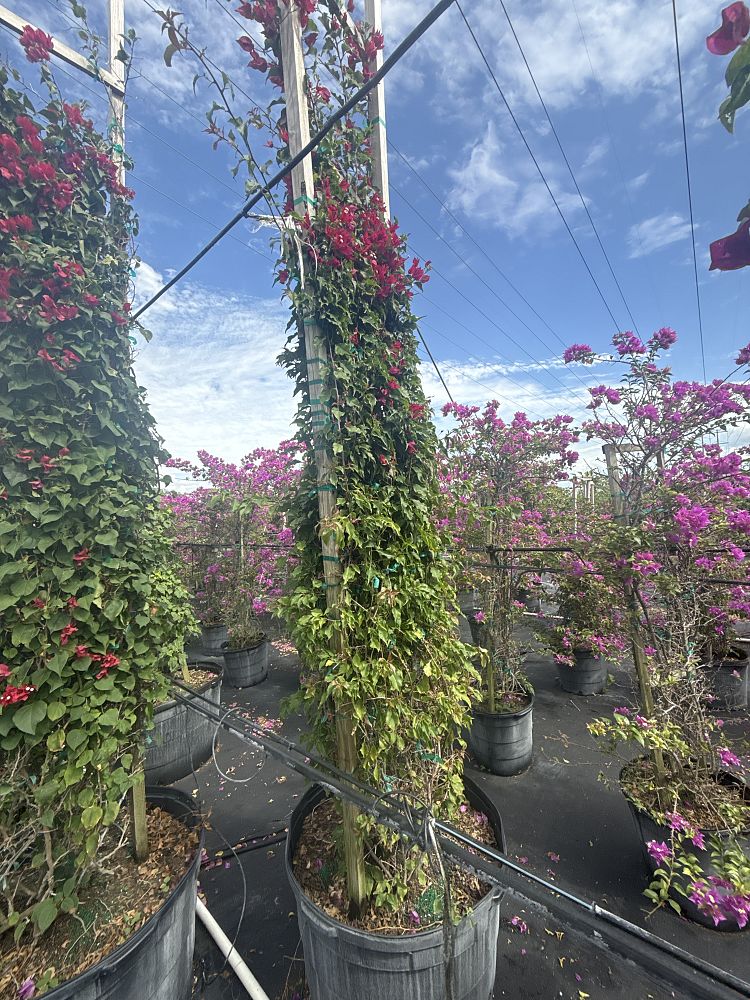 bougainvillea-tomato-red
