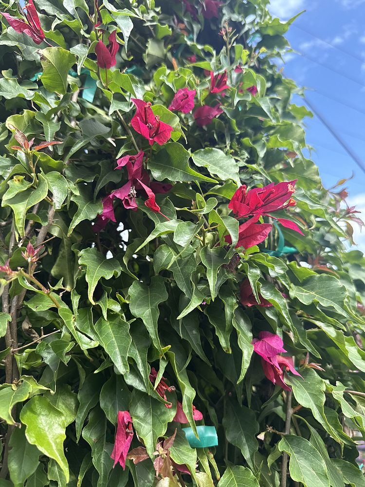 bougainvillea-tomato-red