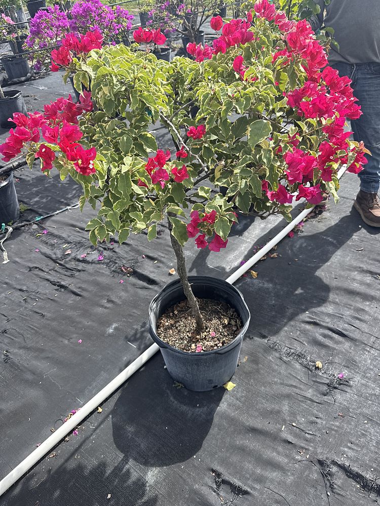 bougainvillea-tomato-red