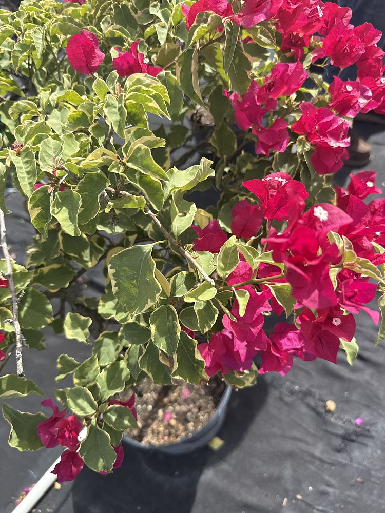 bougainvillea-tomato-red