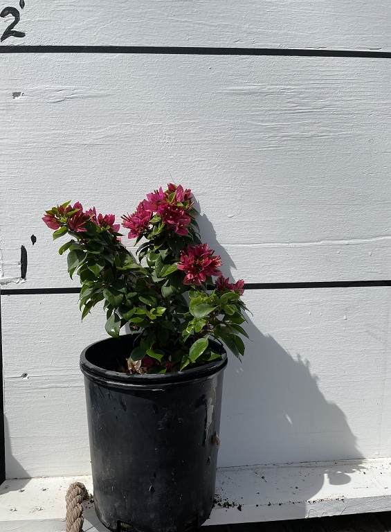 bougainvillea-torch-glow
