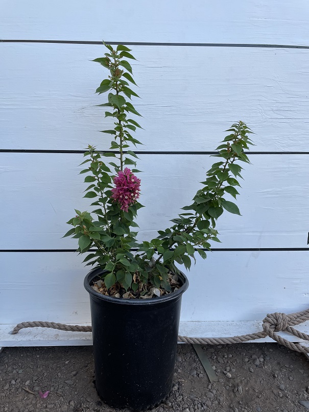 bougainvillea-torch-glow