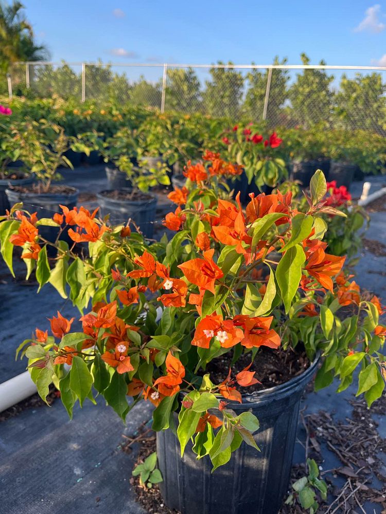 bougainvillea-v-f-fire-opal