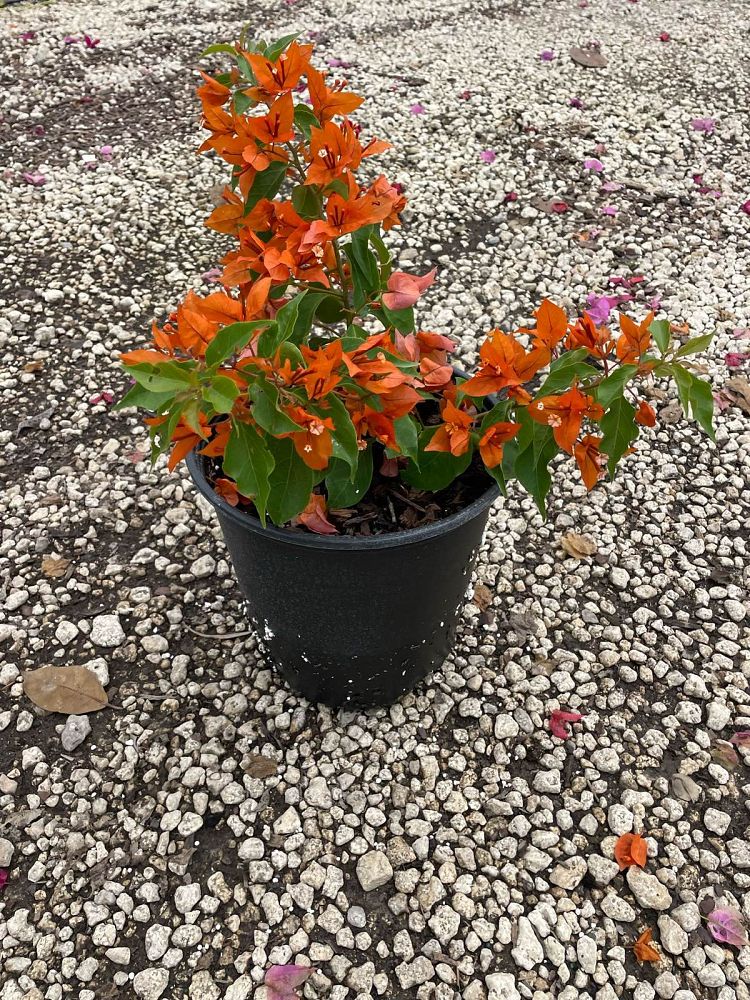 bougainvillea-v-f-fire-opal