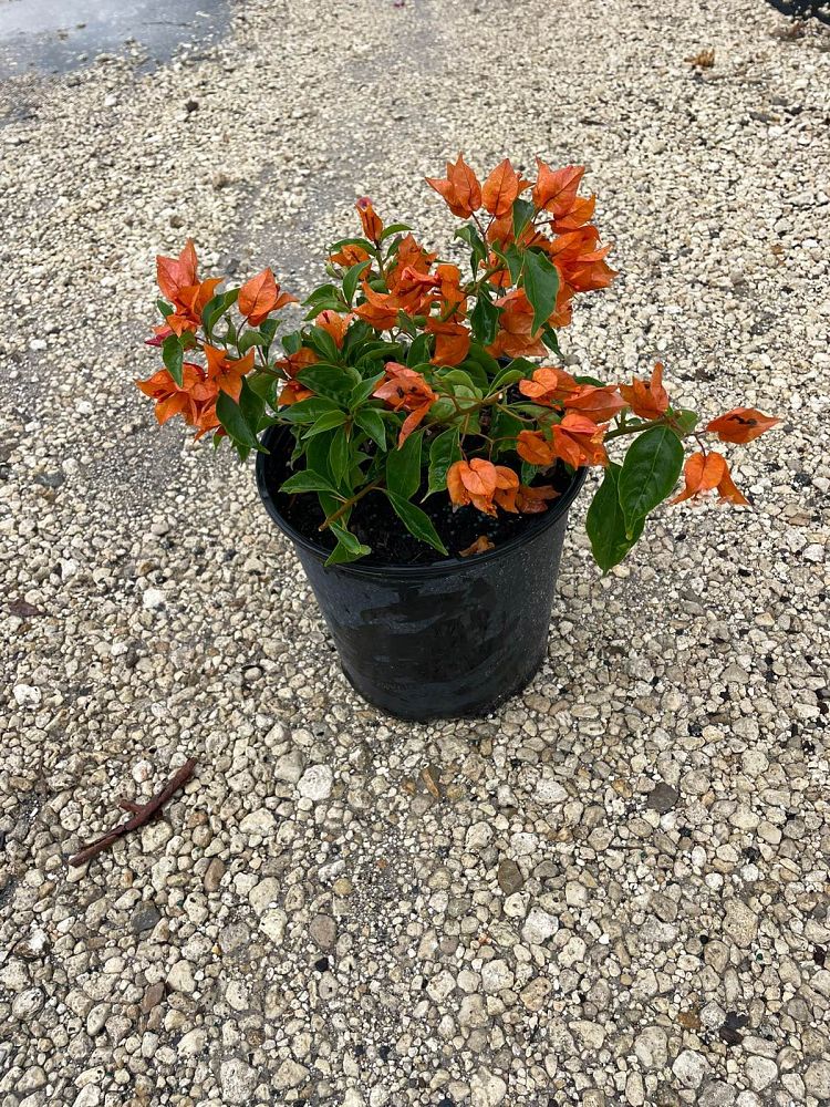 bougainvillea-v-f-fire-opal