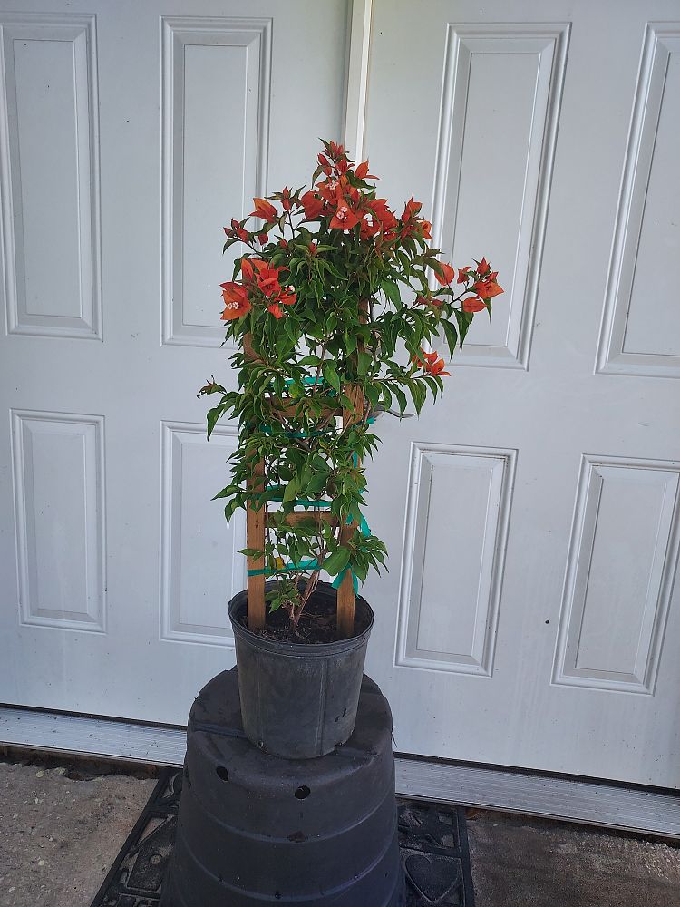 bougainvillea-v-f-fire-opal